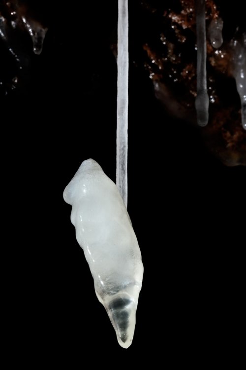 La Combe aux Prêtres - Réseau nord : renflement au bout d'une fistuleuse(SP-19-1971 )